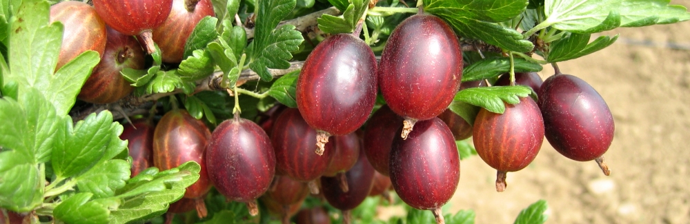 Grossularia angrest_banner